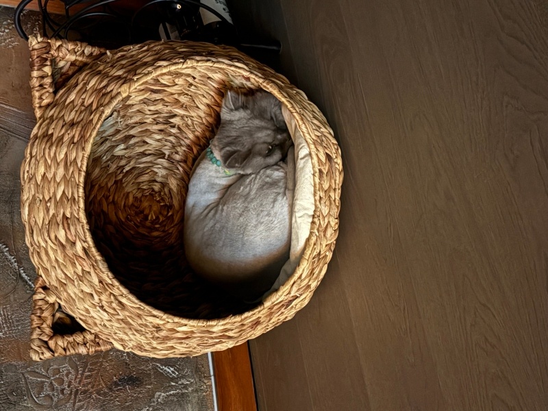 British Longhair, Kedi  Çapkın fotoğrafı