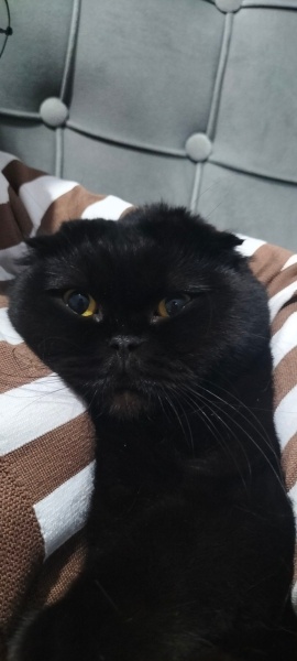 Scottish Fold, Kedi  Mino fotoğrafı