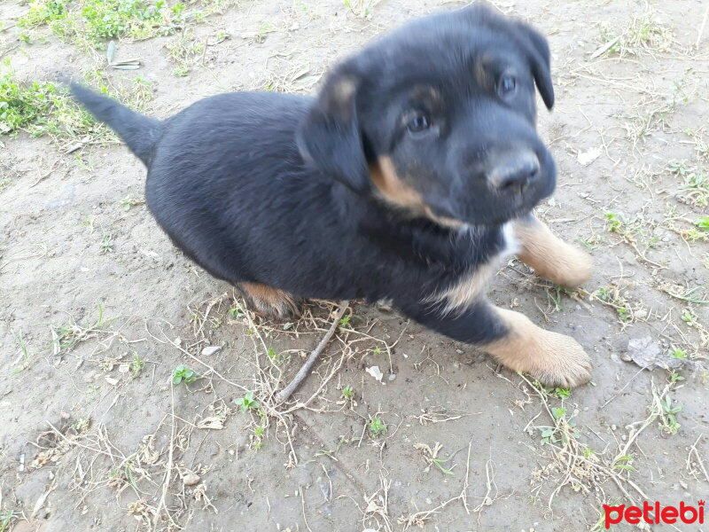 Alman Çoban Köpeği, Köpek  Bıdık fotoğrafı