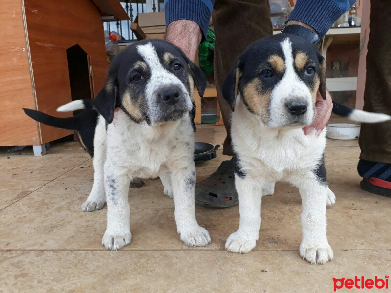 Alman Çoban Köpeği, Köpek  Bıdık fotoğrafı