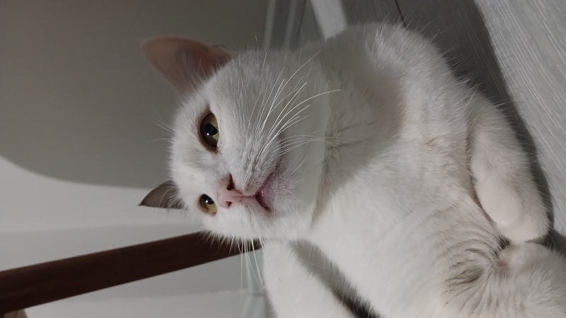 Tekir Kedi, Kedi  Bastet fotoğrafı