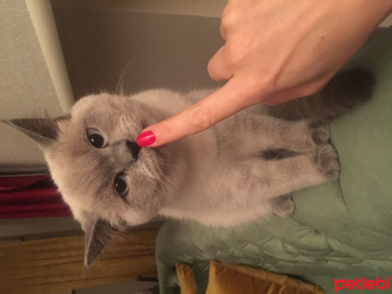 British Shorthair, Kedi  Teddy fotoğrafı