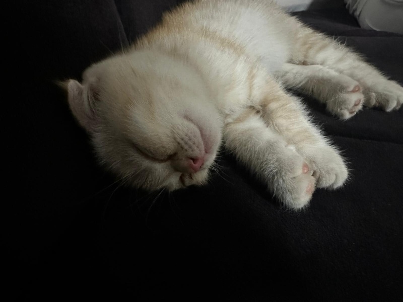 Scottish Fold, Kedi  Scootish fold fotoğrafı