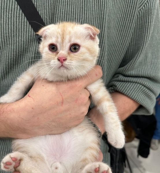 Scottish Fold, Kedi  Scootish fold fotoğrafı