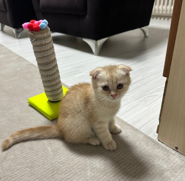 Scottish Fold, Kedi  Scootish fold fotoğrafı