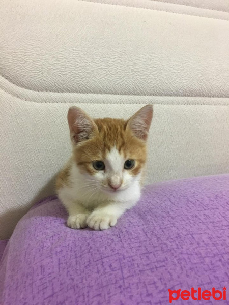 Tekir Kedi, Kedi  Kekik fotoğrafı