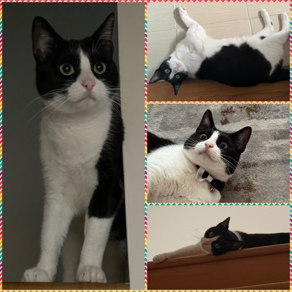 Tuxedo (Smokin) Kedi, Kedi  Tomay fotoğrafı