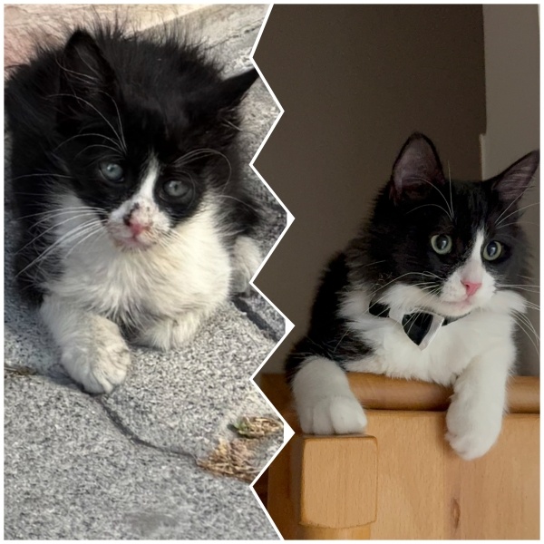 Tuxedo (Smokin) Kedi, Kedi  Ramiz fotoğrafı