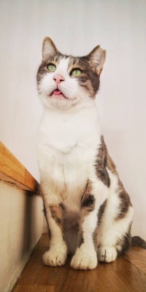 Tekir Kedi, Kedi  Thor fotoğrafı