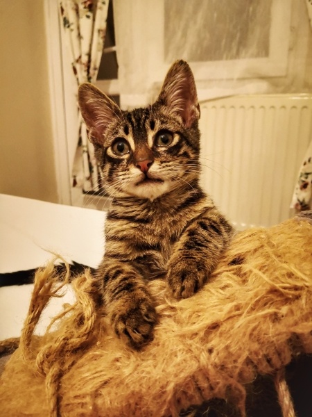 Tekir Kedi, Kedi  Yuri fotoğrafı