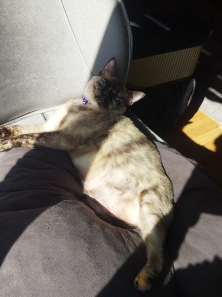 Siyam Kedisi, Kedi  Mercan fotoğrafı