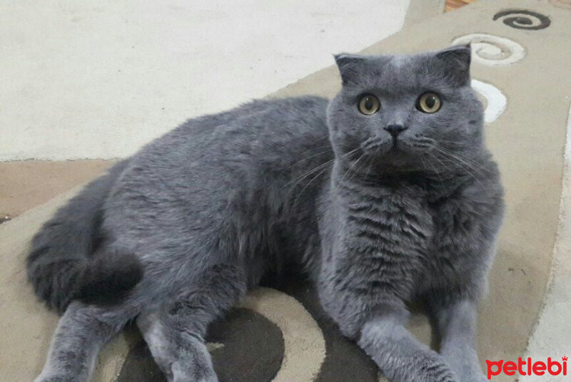 Scottish Fold, Kedi  Zeus fotoğrafı