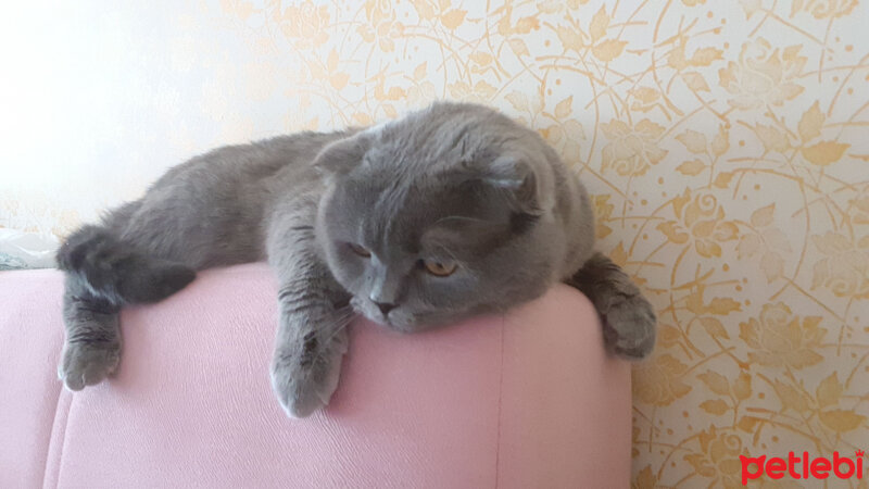 Scottish Fold, Kedi  Zeus fotoğrafı