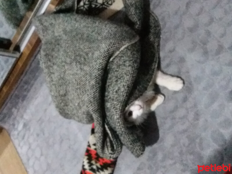 Chinchilla, Kedi  PAMUK ' UM PÜSKÜL' ÜM VE BONCUK ' UM ... KIZLARIM  fotoğrafı