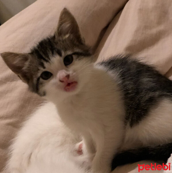 Chinchilla, Kedi  PAMUK ' UM PÜSKÜL' ÜM VE BONCUK ' UM ... KIZLARIM  fotoğrafı