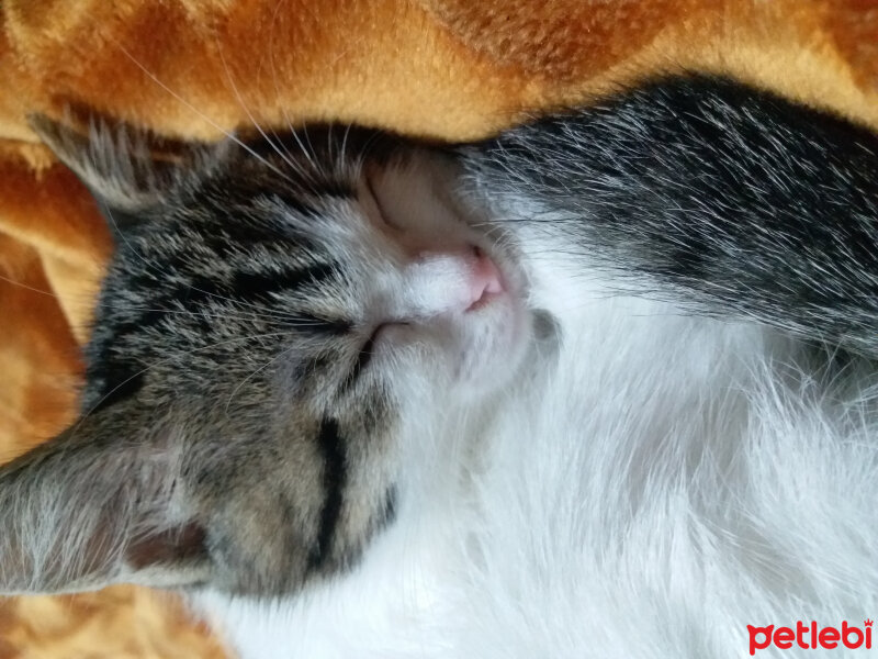 Chinchilla, Kedi  PAMUK ' UM PÜSKÜL' ÜM VE BONCUK ' UM ... KIZLARIM  fotoğrafı