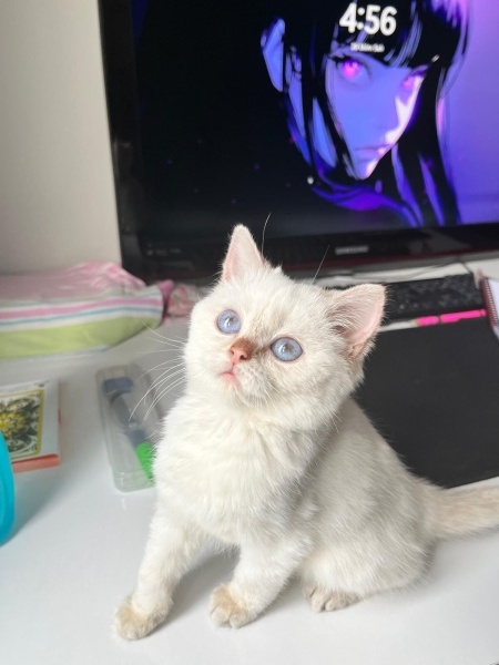 British Shorthair, Kedi  Aşılı 2,5 Aylık British Shorthair Yavru(Esyalarla) fotoğrafı