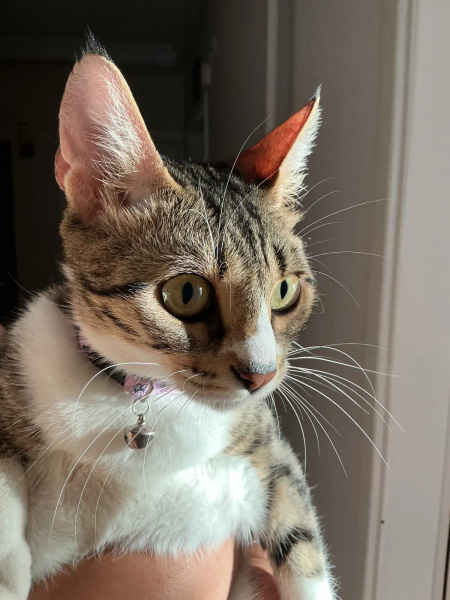 Tekir Kedi, Kedi  Yoda fotoğrafı