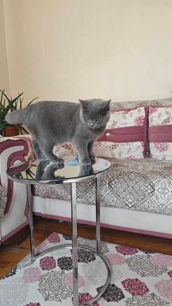 British Shorthair, Kedi  Kont fotoğrafı