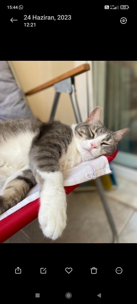 Tekir Kedi, Kedi  Mia fotoğrafı