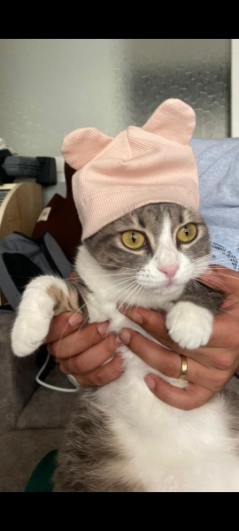 Tekir Kedi, Kedi  Mia fotoğrafı