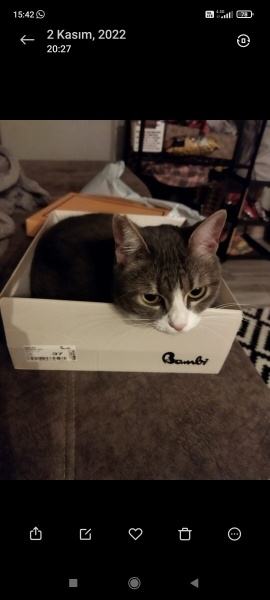 Tekir Kedi, Kedi  Mia fotoğrafı