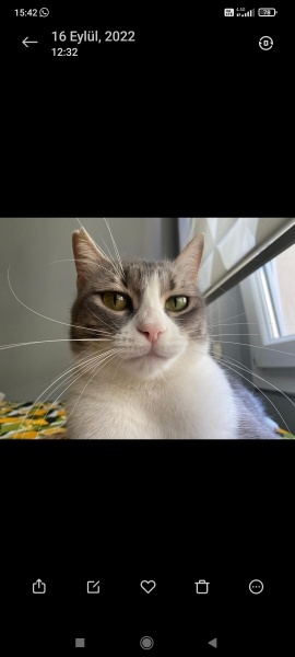 Tekir Kedi, Kedi  Mia fotoğrafı