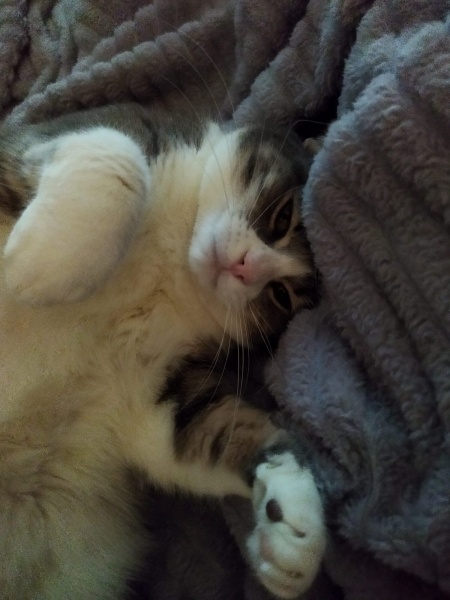 Tekir Kedi, Kedi  Mia fotoğrafı