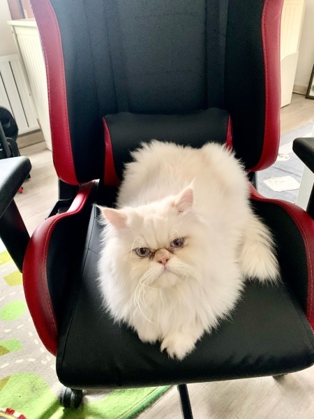 İran Kedisi (Persian), Kedi  Asil fotoğrafı