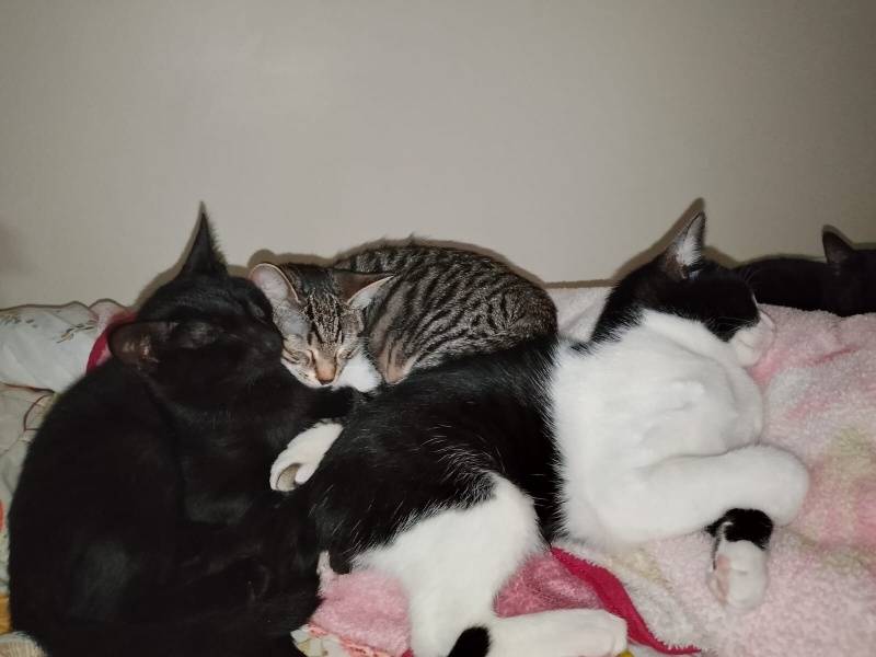 Tekir Kedi, Kedi  Çingene fotoğrafı