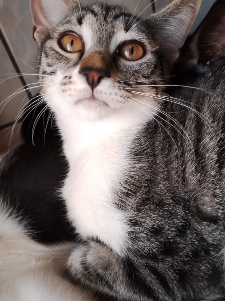 Tekir Kedi, Kedi  Çingene fotoğrafı