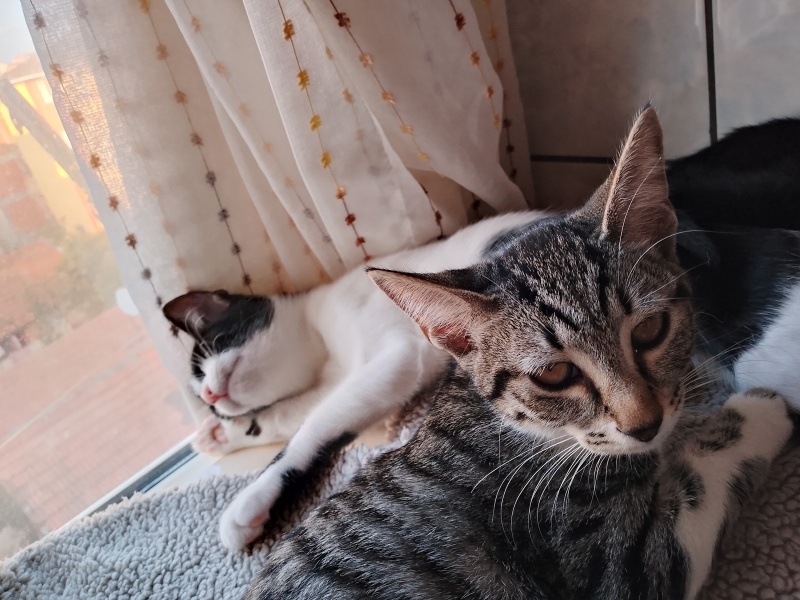 Tekir Kedi, Kedi  Çingene fotoğrafı