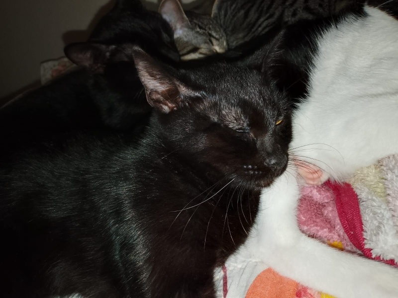 Tekir Kedi, Kedi  Çingene fotoğrafı