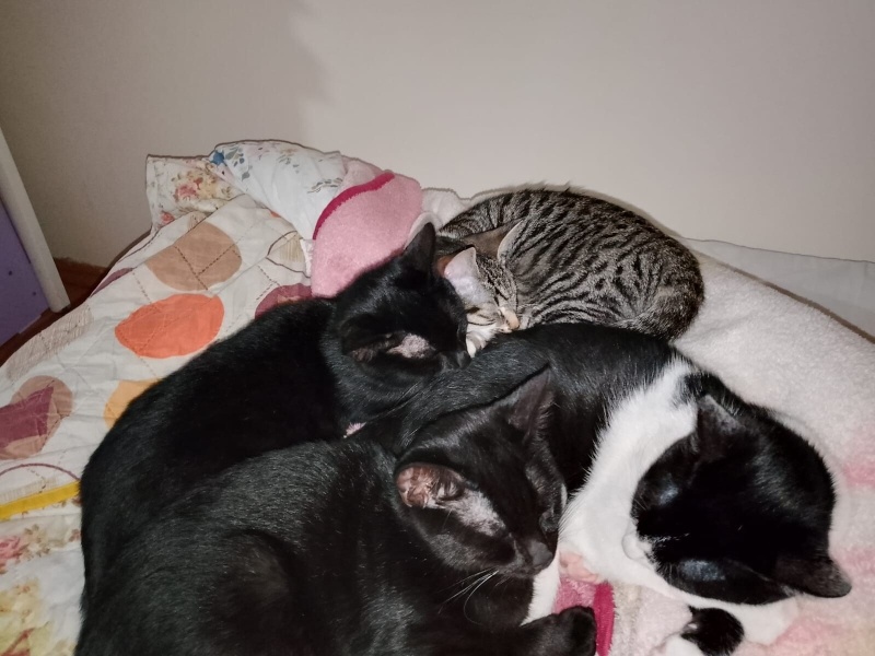 Tekir Kedi, Kedi  Çingene fotoğrafı