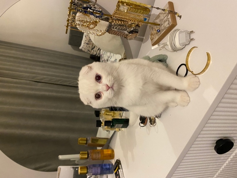 Scottish Fold, Kedi  Mavi fotoğrafı