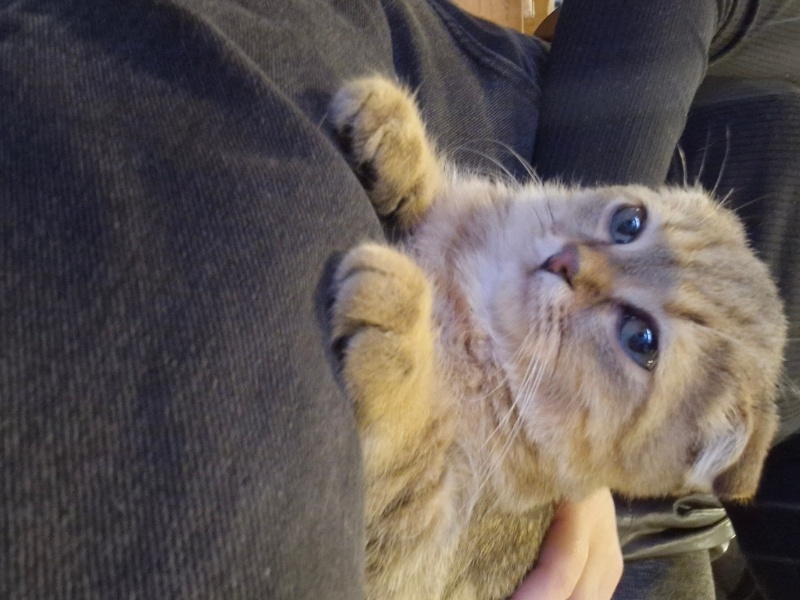 Scottish Fold, Kedi  Patates fotoğrafı