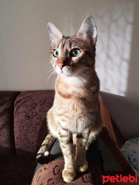 Tekir Kedi, Kedi  ceku fotoğrafı