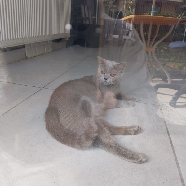 British Shorthair, Kedi  Sokağa terk edilmiş kedi fotoğrafı