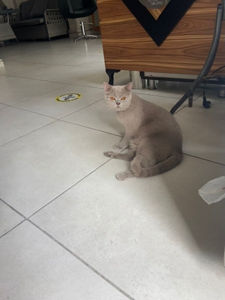 British Shorthair, Kedi  Sokağa terk edilmiş kedi fotoğrafı
