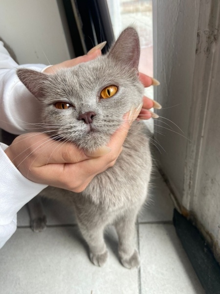 British Shorthair, Kedi  Sokağa terk edilmiş kedi fotoğrafı