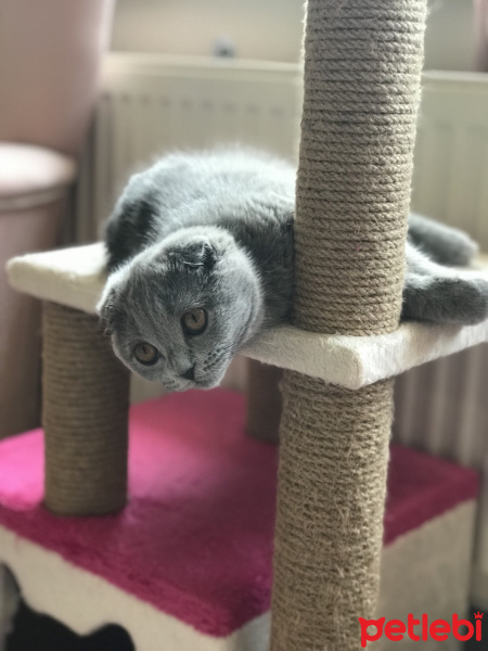 Scottish Fold, Kedi  Badem fotoğrafı