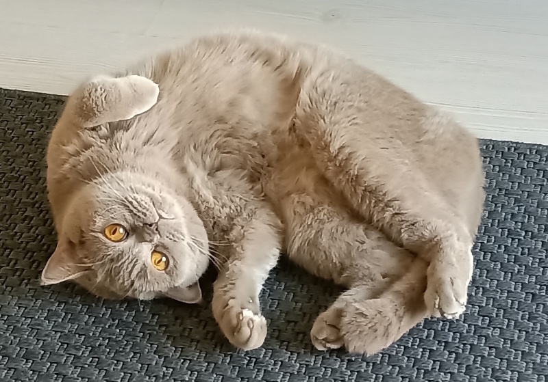 British Shorthair, Kedi  Elsa fotoğrafı