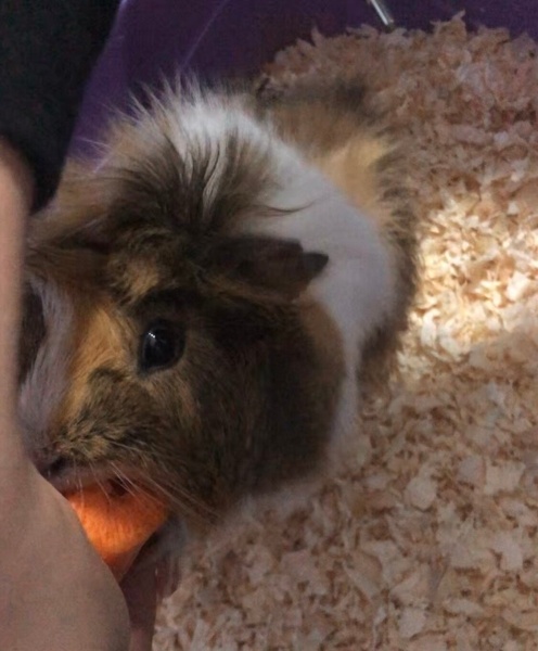 Guinea Pig, Kemirgen  Guineapig fotoğrafı