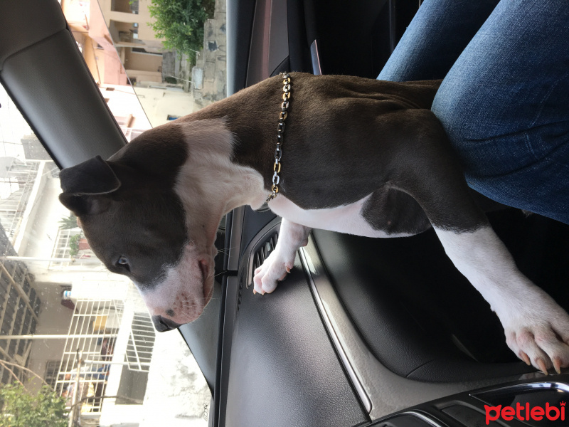 Amerikan Staffordshire Terrier, Köpek  Chop fotoğrafı