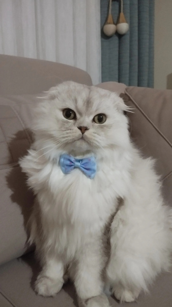 Scottish Fold, Kedi  Behlül fotoğrafı
