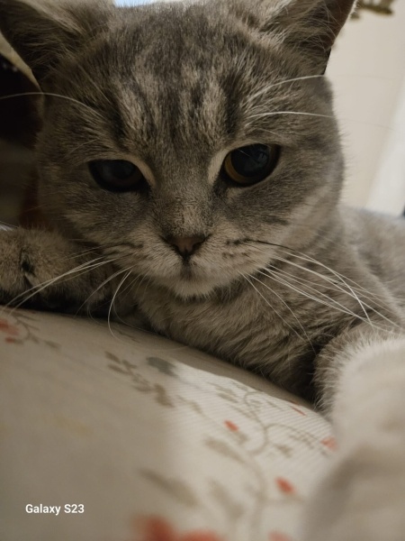 British Shorthair, Kedi  Pisagor fotoğrafı