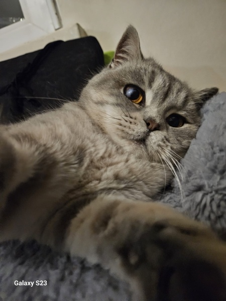 British Shorthair, Kedi  Pisagor fotoğrafı