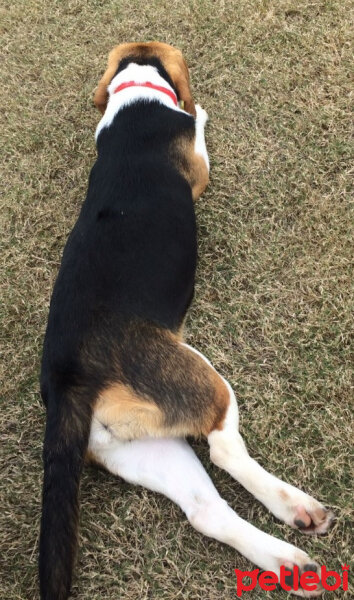 Beagle, Köpek  mutlu fotoğrafı