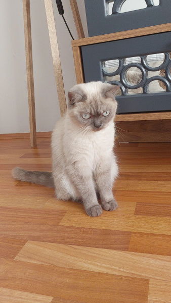 Scottish Fold, Kedi  Bulut fotoğrafı