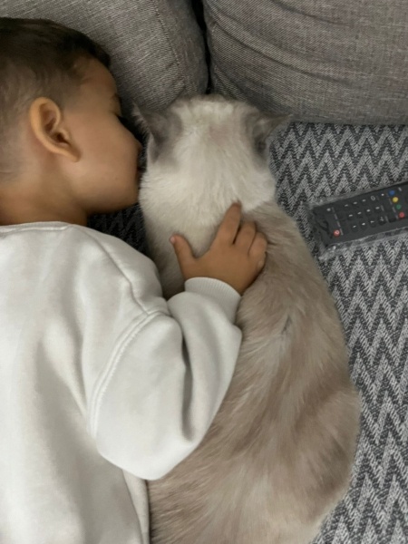 Scottish Fold, Kedi  Bulut fotoğrafı